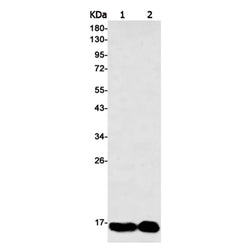 TOMM20 rabbit monoclonal antibody