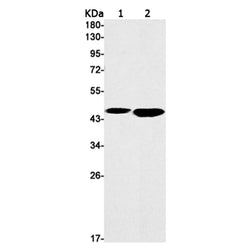 TOR4A rabbit monoclonal antibody