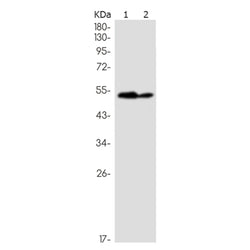 TP53 (phospho-Ser6) rabbit monoclonal antibody