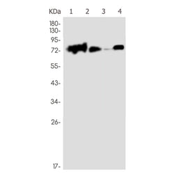 TPBG rabbit monoclonal antibody