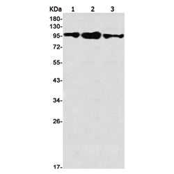 TPX2 rabbit monoclonal antibody