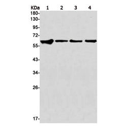 TRAF6 rabbit monoclonal antibody