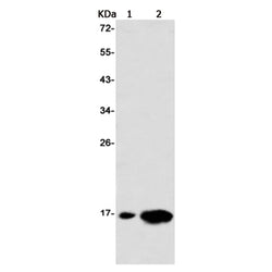 TRAPPC2 rabbit monoclonal antibody