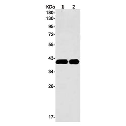 TRIB3 rabbit monoclonal antibody
