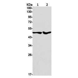 TRIM21 rabbit monoclonal antibody
