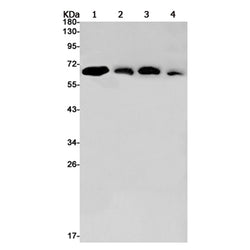 TRIM23 rabbit monoclonal antibody