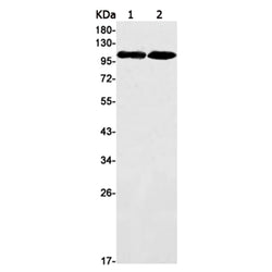 TRIM24 rabbit monoclonal antibody