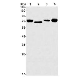 TRIM25 rabbit monoclonal antibody