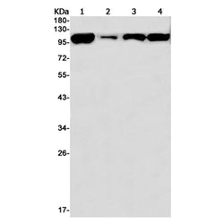TRIM28 rabbit monoclonal antibody