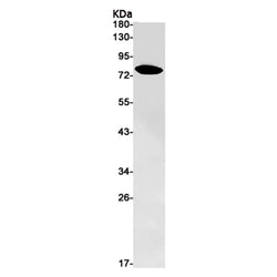 TRIM56 rabbit monoclonal antibody