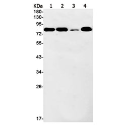TRIP10 rabbit monoclonal antibody