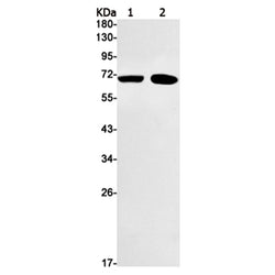 TRMT2A rabbit monoclonal antibody