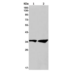 TRUB2 rabbit monoclonal antibody