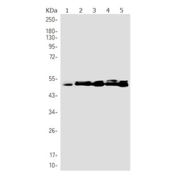 TSG101 rabbit monoclonal antibody