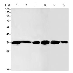 TSNAX rabbit monoclonal antibody