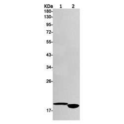 TSPO rabbit monoclonal antibody