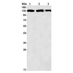TTF2 rabbit monoclonal antibody