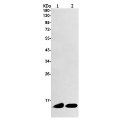 TXN rabbit monoclonal antibody