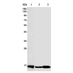 TXN2 rabbit monoclonal antibody