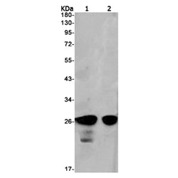 TXNDC9 rabbit monoclonal antibody
