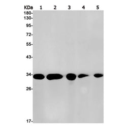 TXNL1 rabbit monoclonal antibody