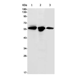 TXNRD1 rabbit monoclonal antibody