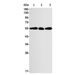 TXNRD2 rabbit monoclonal antibody