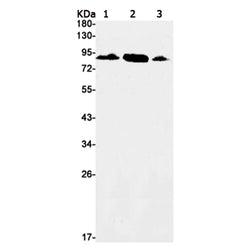UBA2 rabbit monoclonal antibody