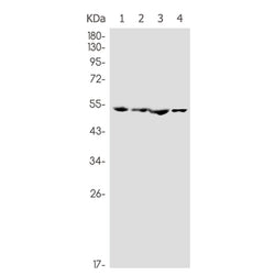 UBA3 rabbit monoclonal antibody