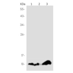 UBA52 rabbit monoclonal antibody