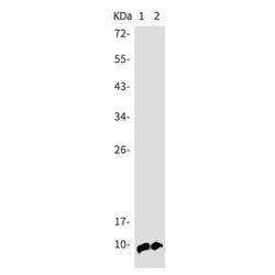 Ubiquitin K48 rabbit monoclonal antibody