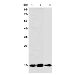 UBE2D1 rabbit monoclonal antibody