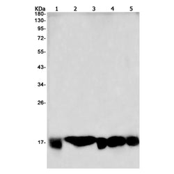 UBE2D3 rabbit monoclonal antibody