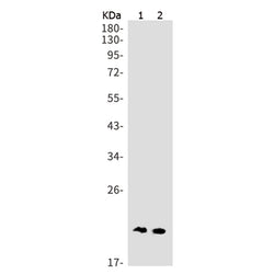 UBE2F rabbit monoclonal antibody