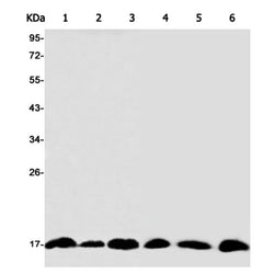 UBE2I rabbit monoclonal antibody