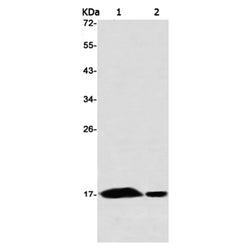 UBE2N rabbit monoclonal antibody