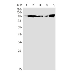 UBE3A rabbit monoclonal antibody