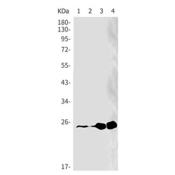 UCHL1 rabbit monoclonal antibody
