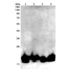UFC1 rabbit monoclonal antibody
