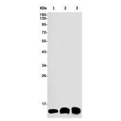UFM1 rabbit monoclonal antibody