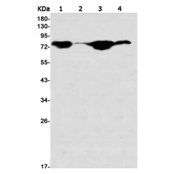 UIMC1 rabbit monoclonal antibody