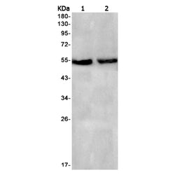 ULK3 rabbit monoclonal antibody