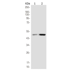 UQCRC2 rabbit monoclonal antibody