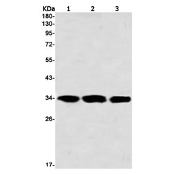 USF1 rabbit monoclonal antibody