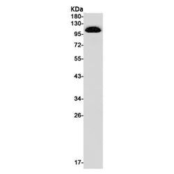 USP10 rabbit monoclonal antibody