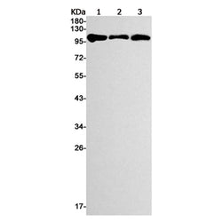 USP11 rabbit monoclonal antibody