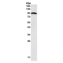 USP13 rabbit monoclonal antibody