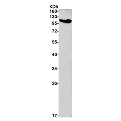 USP7 rabbit monoclonal antibody