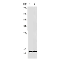 VAMP2 rabbit monoclonal antibody