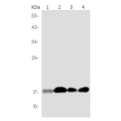 VAMP3 rabbit monoclonal antibody